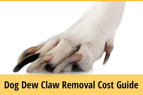 Dewclaw Removal Price